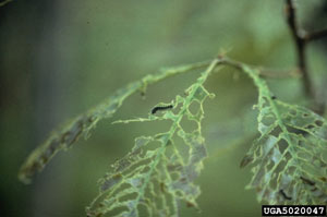 Photo of Gypsy moth damage