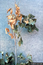 Symptom of Verticillium wilt - photo