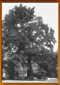 Liberty Tree on St. Johns College campus