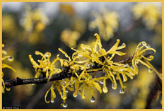 Photograph of American Witch Hazel in flower, Elaine Haug @ USDA-NRCS PLANTS Database, photograph by Elaine Haug courtesy of Smithsonian Institution. 