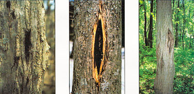 3 photos of Butternut Canker on tree trunks, courtesy of USDA-Forest Service