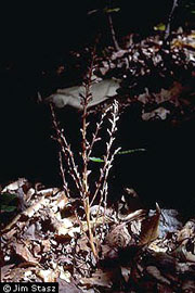 Beech Drop (Epifagus virginiana), photo courtesy of Jim Stasz