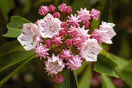 Mountain Laurel (Kalmia latifolia) Photo by Alan S. Heilman