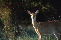 Deer on forest edge, photo courtesy of NBII/John J. Mosesso