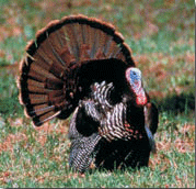 Eastern Wild Turkey