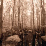 Photo of winter forest with vernal pool